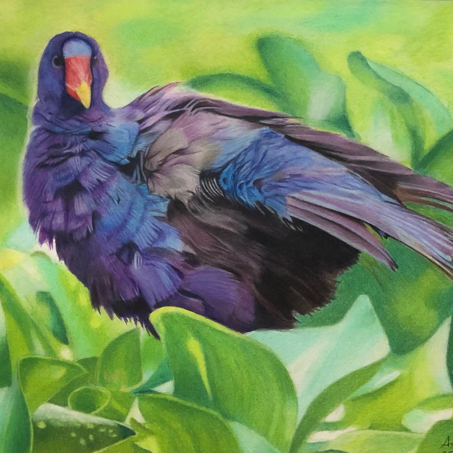 Gaze of the Gallinule